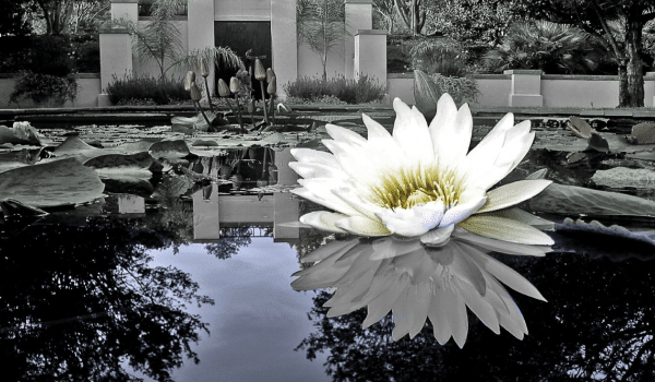 Large lily in in pond with trees reflecting in water.